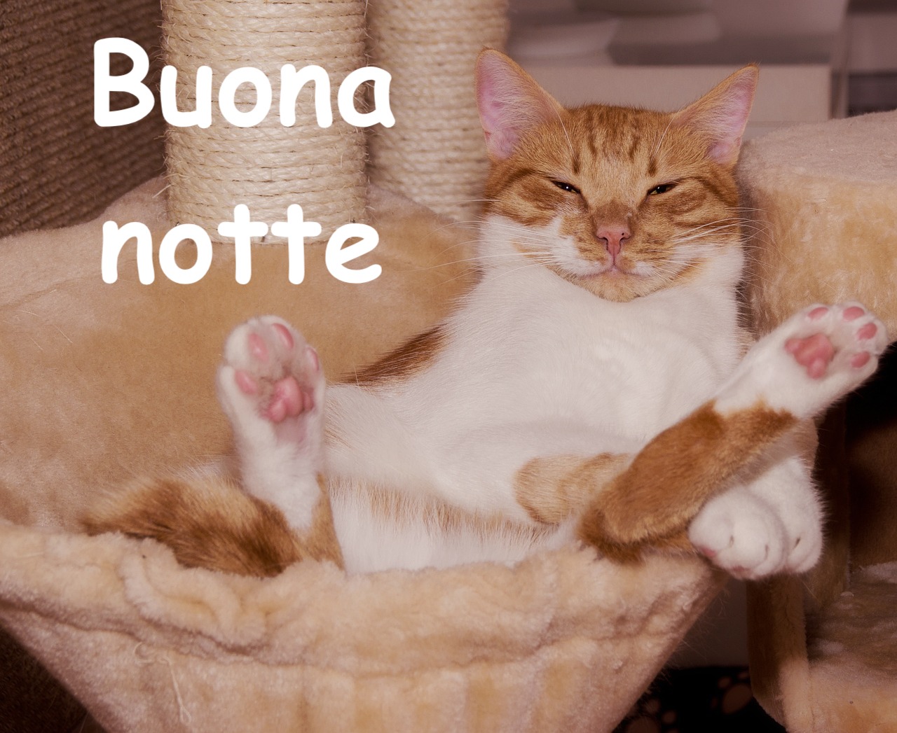  un bel gatto color zenzero si gode il riposo in pieno relax dentro un asoffice cesta